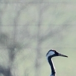 Grues dans les champs